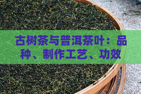 古树茶与普洱茶叶：品种、制作工艺、功效及品尝方法全面解析