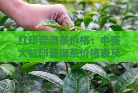 红印普洱茶价格：中茶大红印普洱茶价格表及含义