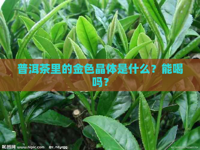 普洱茶里的金色晶体是什么？能喝吗？