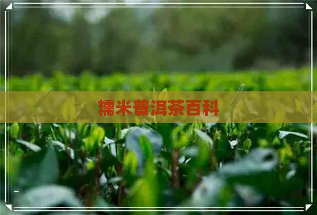 糯米普洱茶百科