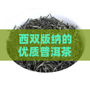 西双版纳的优质普洱茶产地，了解这里的独特魅力与制作工艺