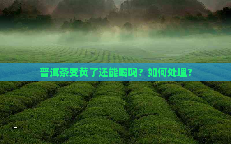 普洱茶变黄了还能喝吗？如何处理？