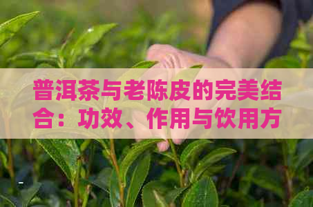 普洱茶与老陈皮的完美结合：功效、作用与饮用方法详解