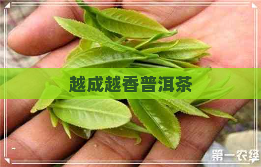 越成越香普洱茶