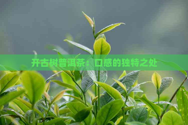 开古树普洱茶：口感的独特之处