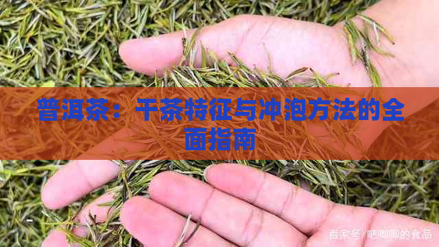 普洱茶：干茶特征与冲泡方法的全面指南