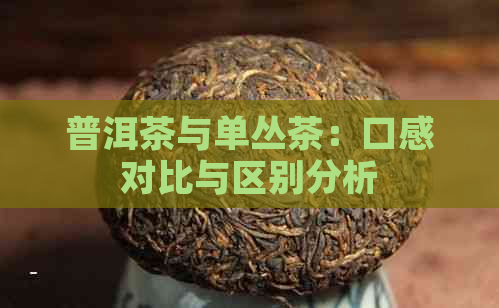 普洱茶与单丛茶：口感对比与区别分析