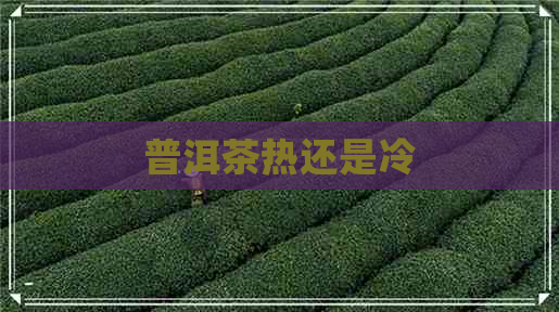 普洱茶热还是冷