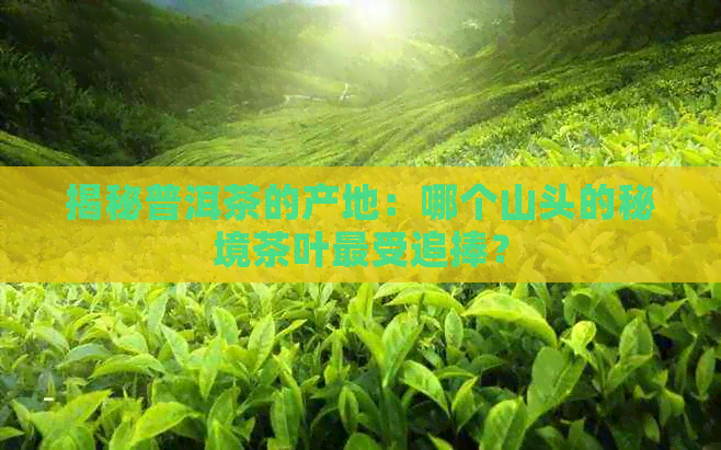 揭秘普洱茶的产地：哪个山头的秘境茶叶最受追捧？