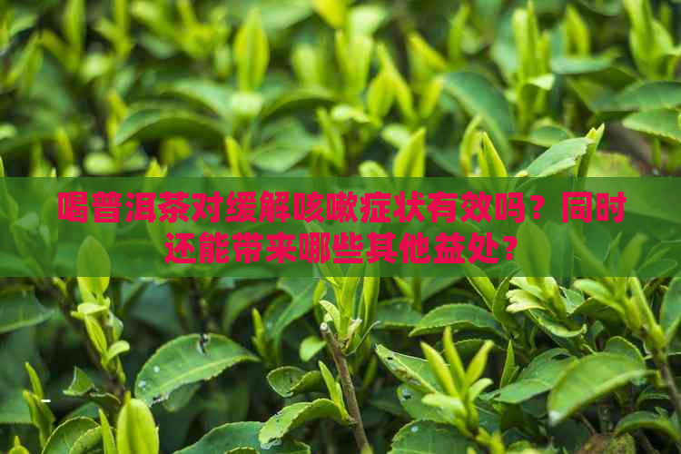 喝普洱茶对缓解咳嗽症状有效吗？同时还能带来哪些其他益处？