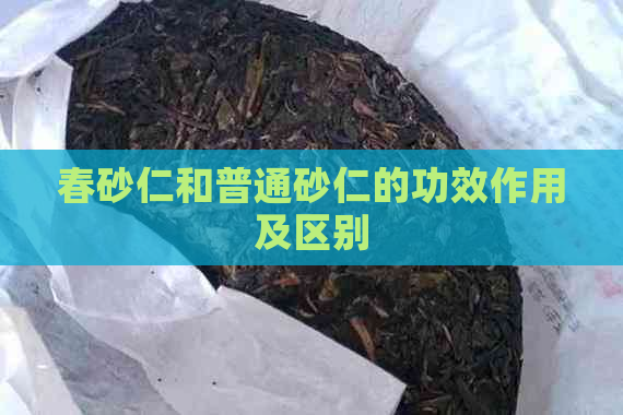 春砂仁和普通砂仁的功效作用及区别