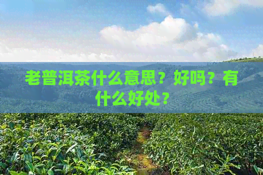 老普洱茶什么意思？好吗？有什么好处？