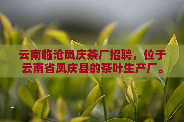 云南临沧凤庆茶厂招聘，位于云南省凤庆县的茶叶生产厂。