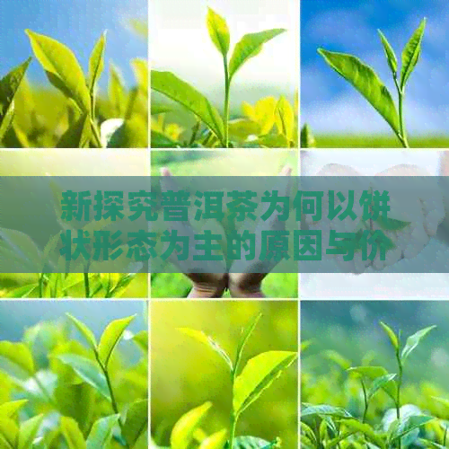 新探究普洱茶为何以饼状形态为主的原因与价值