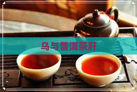 乌与普洱茶肝