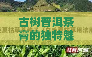 古树普洱茶膏的独特魅力：一款深入解析的茶艺体验