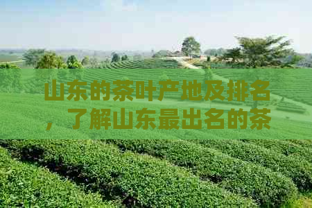 山东的茶叶产地及排名，了解山东最出名的茶叶种类