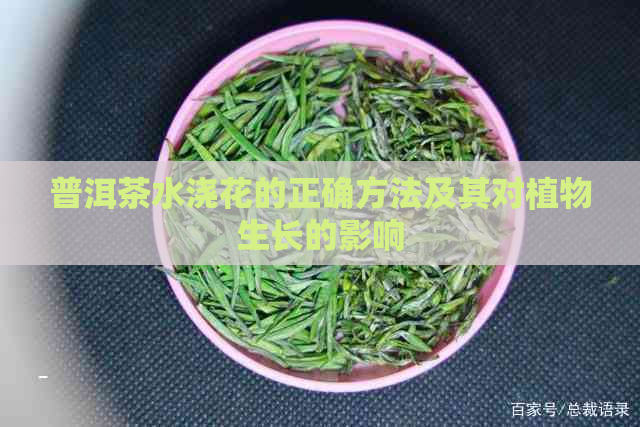 普洱茶水浇花的正确方法及其对植物生长的影响