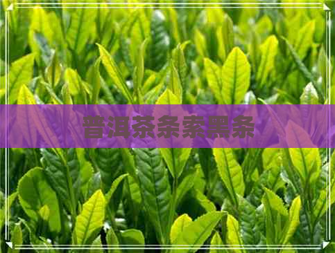 普洱茶条索黑条