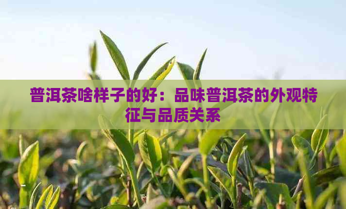 普洱茶啥样子的好：品味普洱茶的外观特征与品质关系