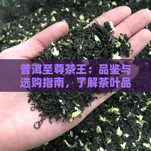 普洱至尊茶王：品鉴与选购指南，了解茶叶品质、制作工艺和收藏价值