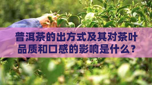 普洱茶的出方式及其对茶叶品质和口感的影响是什么？