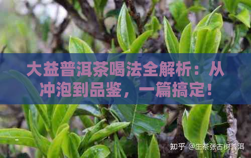 大益普洱茶喝法全解析：从冲泡到品鉴，一篇搞定！