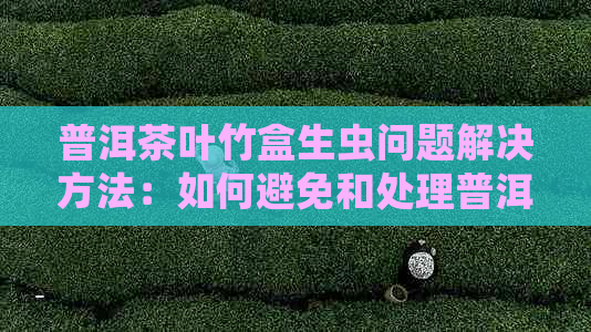 普洱茶叶竹盒生虫问题解决方法：如何避免和处理普洱茶虫蛀现象