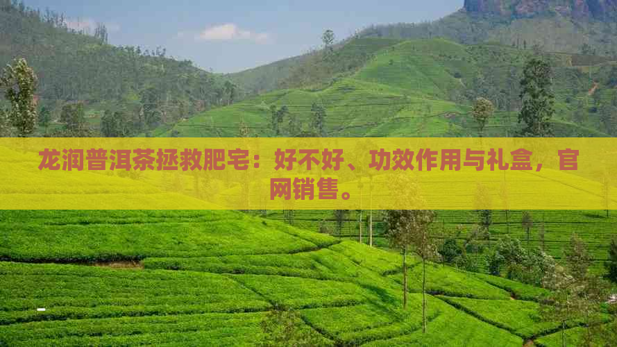 龙润普洱茶拯救肥宅：好不好、功效作用与礼盒，官网销售。