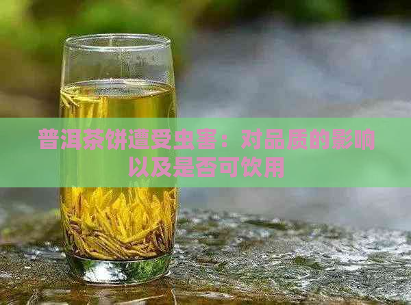 普洱茶饼遭受虫害：对品质的影响以及是否可饮用