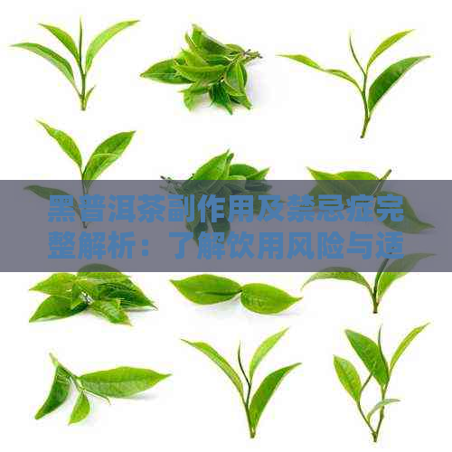 黑普洱茶副作用及禁忌症完整解析：了解饮用风险与适宜人群