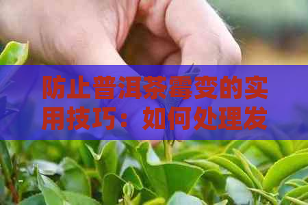 防止普洱茶霉变的实用技巧：如何处理发霉普洱茶？