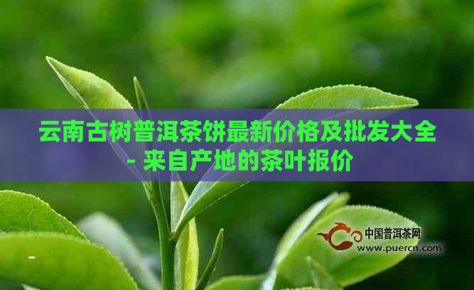 云南古树普洱茶饼最新价格及批发大全 - 来自产地的茶叶报价