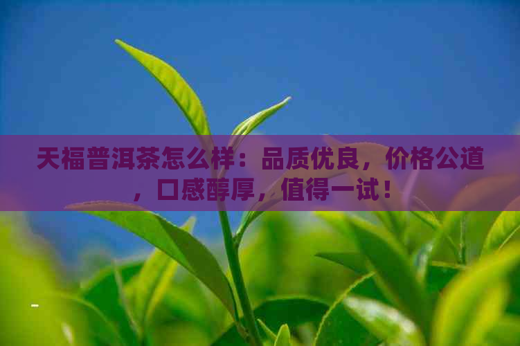 天福普洱茶怎么样：品质优良，价格公道，口感醇厚，值得一试！