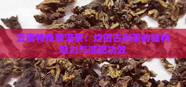 云南特色普洱茶：烂田古树茶的独特魅力与减肥功效