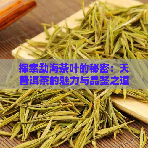 探索勐海茶叶的秘密：天普洱茶的魅力与品鉴之道