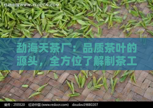 勐海天茶厂：品质茶叶的源头，全方位了解制茶工艺与口感体验