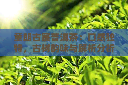 章朗古寨普洱茶：口感独特，古树韵味与解析分析的完美结合