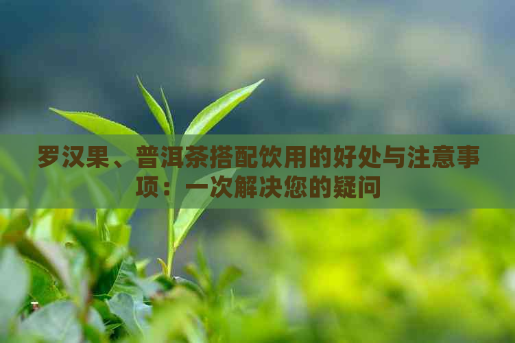 罗汉果、普洱茶搭配饮用的好处与注意事项：一次解决您的疑问