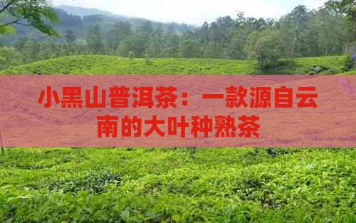 小黑山普洱茶：一款源自云南的大叶种熟茶