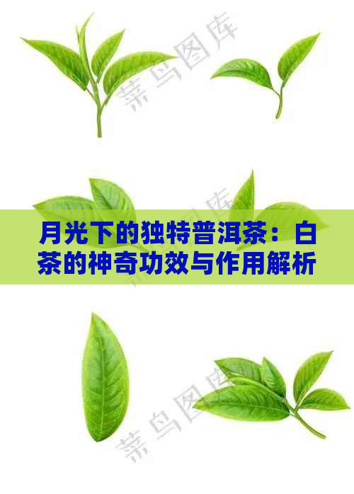 月光下的独特普洱茶：白茶的神奇功效与作用解析