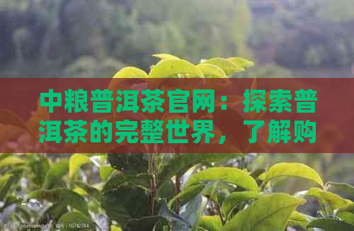 中粮普洱茶官网：探索普洱茶的完整世界，了解购买、冲泡与品鉴的全方位指南