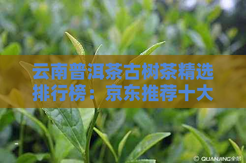 云南普洱茶古树茶精选排行榜：京东推荐十大优质茶叶