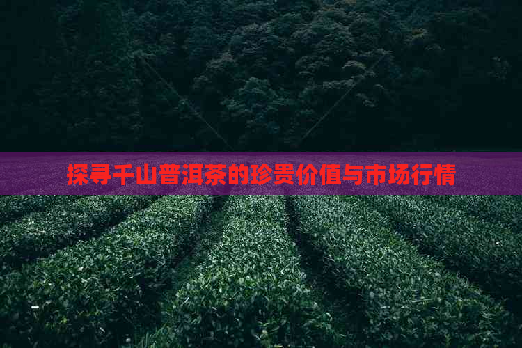 探寻千山普洱茶的珍贵价值与市场行情