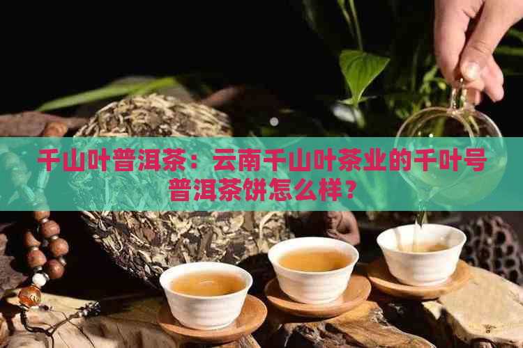 千山叶普洱茶：云南千山叶茶业的千叶号普洱茶饼怎么样？