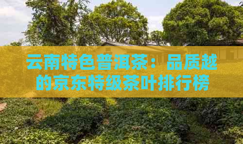 云南特色普洱茶：品质越的京东特级茶叶排行榜