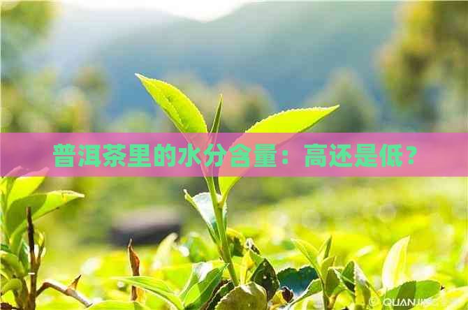 普洱茶里的水分含量：高还是低？