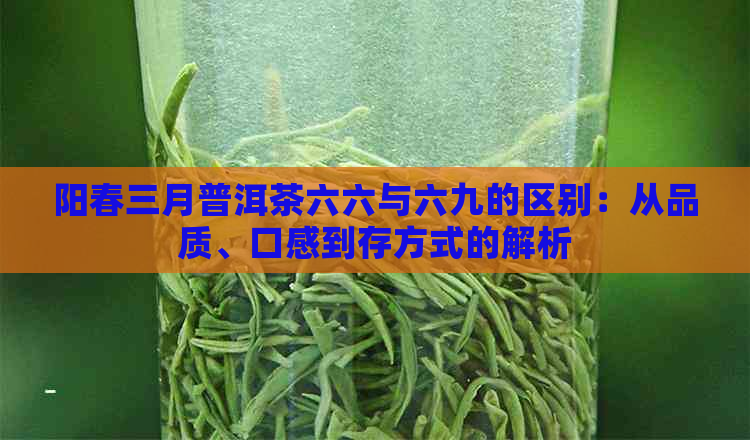 阳春三月普洱茶六六与六九的区别：从品质、口感到存方式的解析