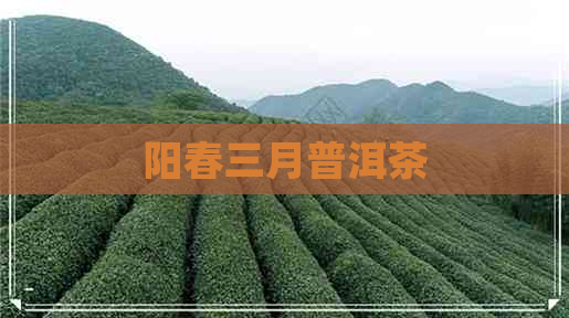 阳春三月普洱茶