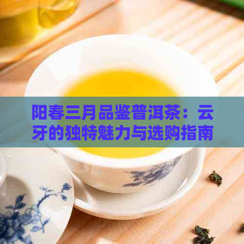 阳春三月品鉴普洱茶：云牙的独特魅力与选购指南